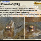 Ariosoma anagoides - Bigeye conger