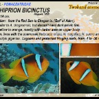 Amphiprion bicinctus - Twoband anemonefish