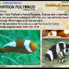 Amphiprion  polymnus - Saddleback anemonefish