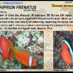 Amphiprion frenatus - Tomato anemonefish