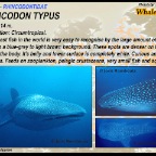 Rhincodon typus - Whaleshark