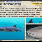 Nebrius  ferrugineus - Tawny nurse shark