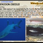 Triaenodon obesus - Whitetip reef shark