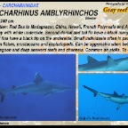 Carcharhinus amblyrhynchos - Grey reef shark