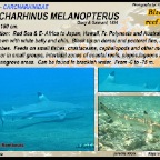 Carcharhinus  melanopterus - Blacktip reef shark