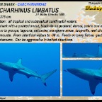 Carcharhinus  limbatus - Blacktip shark