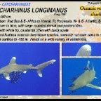 Carcharhinus longimanus - Oceanic whitetip shark