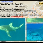 Carcharhinus leucas - Bull shark
