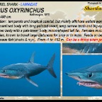 Isurus oxyrinchus - Shortfin mako