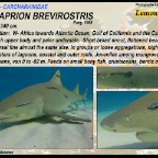 Negaprion brevirostris - Lemon shark