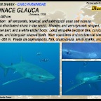 Prionace glauca - Blue shark