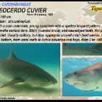 Galeocerdo cuvier - Tiger shark