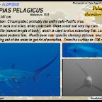Alopias pelagicus - Pelagic thresher shark