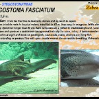 Stegostoma fasciatus - Zebra shark
