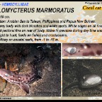 Atelomycterus marmoratus - Coral cat