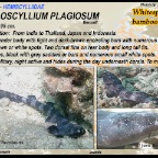 Chiloscyllium plagiosum - Whitespotted bamboo shark
