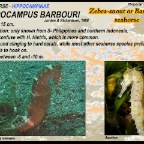 Hippocampus barbouri - Zebra snout  seahorse