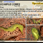 Hippocampus comes - Tiger tail seahorse