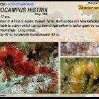 Hippocampus histrix - Thorny seahorse