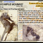Hippocampus mohnikei - Lemur tail  seahorse