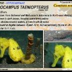 Hippocampus taeniopterus - Common seahorse
