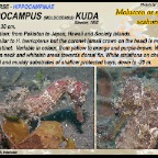 Hippocampus kuda - Moluccen seahorse
