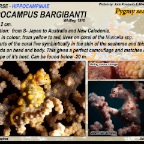 Hippocampus bargibanti - Pygmy seahorse