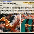 Hippocampus denise - Pygmy  seahorse