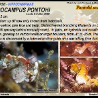 Hippocampus pontohi -  Pontohi pygmy seahorse
