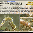 Acentronura breviperula - Pygmy  pipehorse