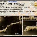 Kyonemichthys rumengani - Lembeh seadragon