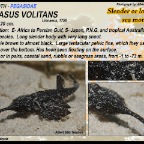 Pegasus volitans - Slender sea moth