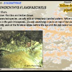 Corythoichthys flavofasciatus - Yellow banded pipefish