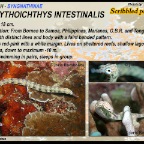 Corythoichthys intestinalis - Scribbled pipefish