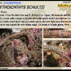 Corythoichthys schultzi - Schultz pipefish