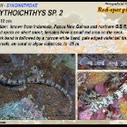 Corythroichthys sp.2 - Red-spot pipefish