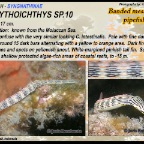 Corythoichthys Sp10 - Banded messmate pipefish