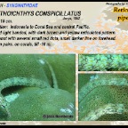 Corythroichthys conspicillatus - Reticulated pipefish