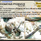 Micrognathus pygmaeus - Thorntailed pipefish