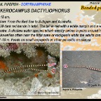 Dunckerocampus dactyliophorus - Banded pipefish
