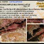 Dunckerocampus multiannulatus - Many-banded pipefish