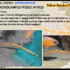 Dunckerocampus pessuliferus - Yellow pipefish
