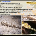 Halicampus macrorhynchus - Whiskered pipefish