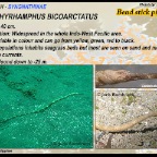 Trachyrhaphus bicoarctatus - Bend stick pipefish