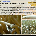 Siokunichthys nigrolineatus - Mushroom coral pipefish