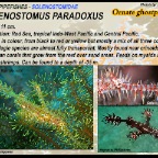Solenostomus paradoxus - Ornate ghostpipefish