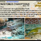 Solenostomus cyanopterus - Robust  ghostpipefish