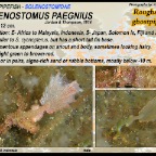 Solenostomus paegnius - Roughsnout  ghostpipefish