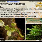 Solenostomus halimeda -  Halimeda  ghostpipefish