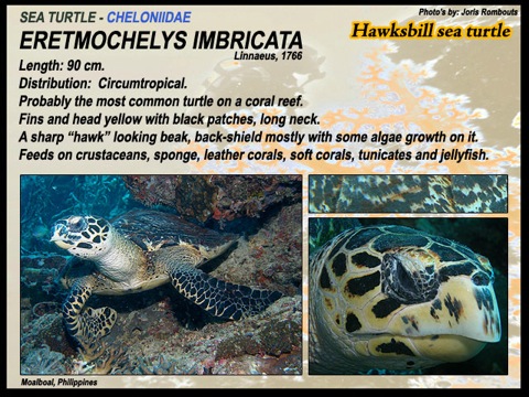 Eretmochelys imbricata - Hawksbill turtle